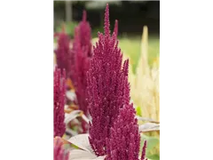 Amaranthus caudatus - Garten-Fuchsschwanz Amaranthus caudatus - Garten-Fuchsschwanz