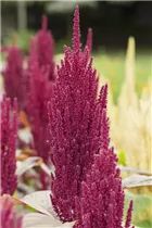 Amaranthus caudatus - Garten-Fuchsschwanz Amaranthus caudatus - Garten-Fuchsschwanz