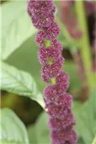 Amaranthus caudatus - Garten-Fuchsschwanz Amaranthus caudatus - Garten-Fuchsschwanz
