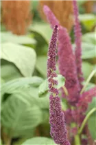Amaranthus caudatus - Garten-Fuchsschwanz Amaranthus caudatus - Garten-Fuchsschwanz