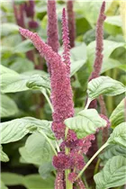 Amaranthus caudatus - Garten-Fuchsschwanz Amaranthus caudatus - Garten-Fuchsschwanz