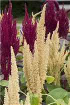Amaranthus caudatus - Garten-Fuchsschwanz Amaranthus caudatus - Garten-Fuchsschwanz