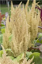Amaranthus caudatus - Garten-Fuchsschwanz Amaranthus caudatus - Garten-Fuchsschwanz