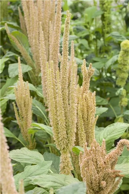 Garten-Fuchsschwanz, Amaranthus caudatus