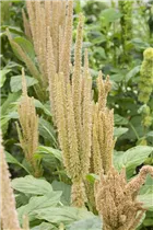 Amaranthus caudatus - Garten-Fuchsschwanz Amaranthus caudatus - Garten-Fuchsschwanz