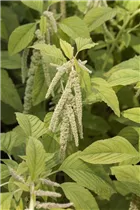 Amaranthus caudatus - Garten-Fuchsschwanz Amaranthus caudatus - Garten-Fuchsschwanz