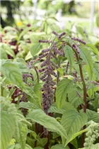 Amaranthus caudatus - Garten-Fuchsschwanz Amaranthus caudatus - Garten-Fuchsschwanz