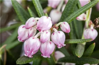 Andromeda polifolia 'Glauca' - Lavendelheide 'Glauca'