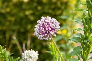 Allium porrum 'D´Elbeuf' - Lauch 'D´Elbeuf' Allium porrum 'D´Elbeuf' - Lauch 'D´Elbeuf'