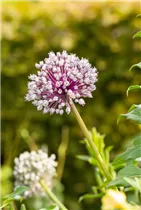 Allium porrum 'D´Elbeuf' - Lauch 'D´Elbeuf' Allium porrum 'D´Elbeuf' - Lauch 'D´Elbeuf'