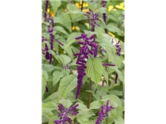 Amaranthus caudatus 'Pony Tails Mixed' - Fuchsschwanz Amaranthus caudatus 'Pony Tails Mixed' - Fuchsschwanz