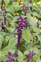 Amaranthus caudatus 'Pony Tails Mixed' - Fuchsschwanz Amaranthus caudatus 'Pony Tails Mixed' - Fuchsschwanz