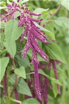 Amaranthus caudatus 'Pony Tails Mixed' - Fuchsschwanz Amaranthus caudatus 'Pony Tails Mixed' - Fuchsschwanz
