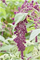 Amaranthus caudatus 'Pony Tails Mixed' - Fuchsschwanz Amaranthus caudatus 'Pony Tails Mixed' - Fuchsschwanz
