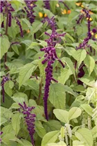 Amaranthus caudatus 'Pony Tails Mixed' - Fuchsschwanz Amaranthus caudatus 'Pony Tails Mixed' - Fuchsschwanz