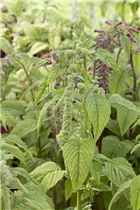 Amaranthus caudatus 'Pony Tails Mixed' - Fuchsschwanz Amaranthus caudatus 'Pony Tails Mixed' - Fuchsschwanz