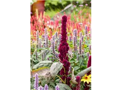 Amaranthus caudatus 'Tower Red' - Garten-Fuchsschwanz 'Tower Red' Amaranthus caudatus 'Tower Red' - Garten-Fuchsschwanz 'Tower Red'