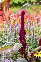 Amaranthus caudatus 'Tower Red' - Garten-Fuchsschwanz 'Tower Red' Amaranthus caudatus 'Tower Red' - Garten-Fuchsschwanz 'Tower Red'