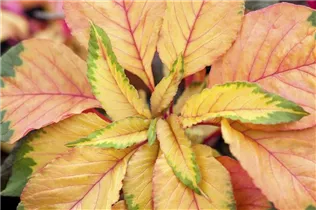 Amaranthus tricolor 'Carnival' - Amarant Amaranthus tricolor 'Carnival' - Amarant