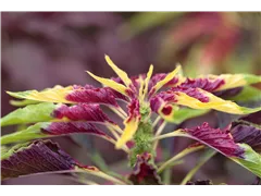 Amaranthus tricolor 'Perfecta' - Dreifarbiger Amaranthus 'Perfecta' Amaranthus tricolor 'Perfecta' - Dreifarbiger Amaranthus 'Perfecta'