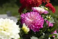 - Farbe auf dem Balkon – Blumenzwiebeln für den Sommer  - Farbe auf dem Balkon – Blumenzwiebeln für den Sommer