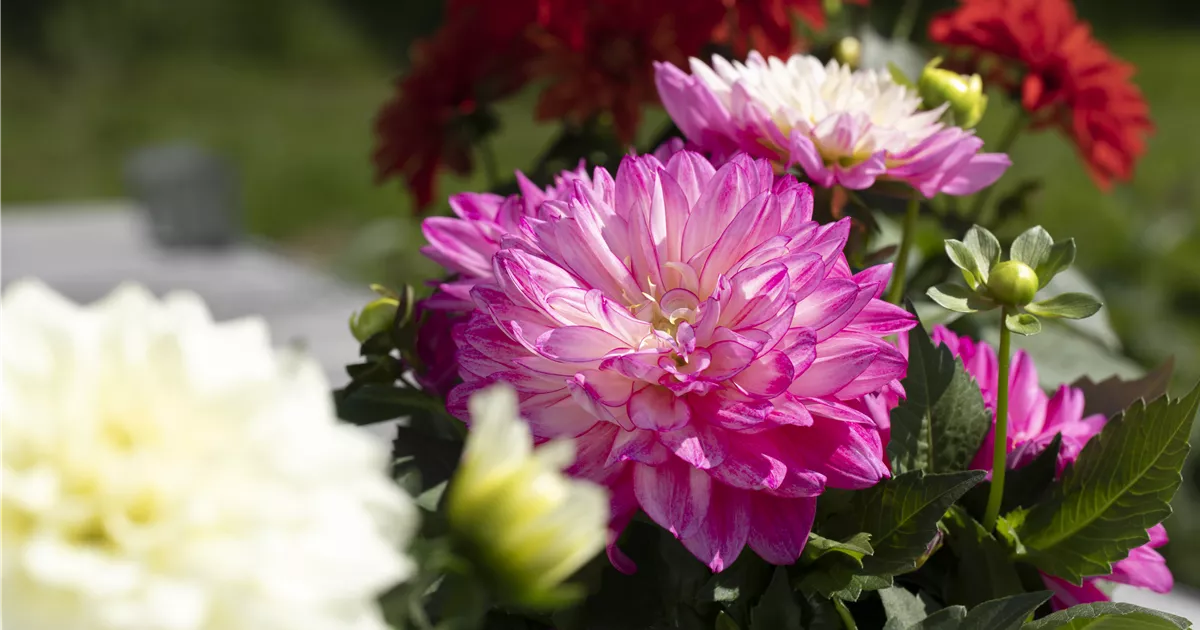  - Farbe auf dem Balkon – Blumenzwiebeln für den Sommer