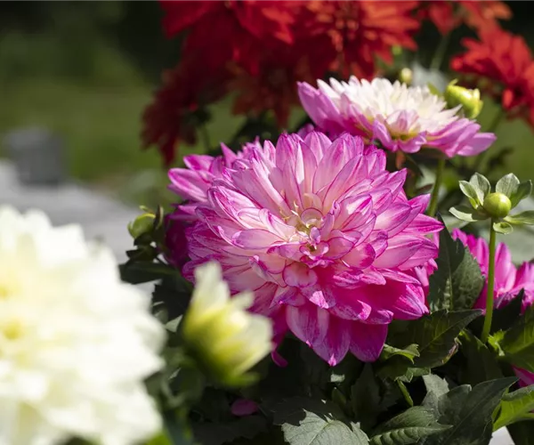 - Farbe auf dem Balkon – Blumenzwiebeln für den Sommer  - Farbe auf dem Balkon – Blumenzwiebeln für den Sommer