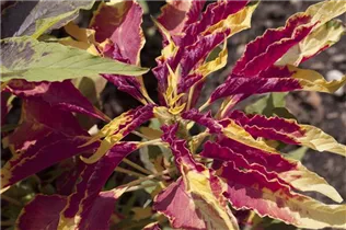 Amaranthus tricolor 'Perfecta' - Dreifarbiger Amaranthus 'Perfecta' Amaranthus tricolor 'Perfecta' - Dreifarbiger Amaranthus 'Perfecta'