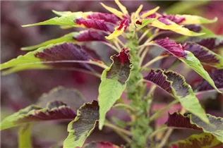 Amaranthus tricolor 'Perfecta' - Dreifarbiger Amaranthus 'Perfecta' Amaranthus tricolor 'Perfecta' - Dreifarbiger Amaranthus 'Perfecta'