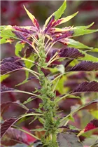 Amaranthus tricolor 'Perfecta' - Dreifarbiger Amaranthus 'Perfecta' Amaranthus tricolor 'Perfecta' - Dreifarbiger Amaranthus 'Perfecta'