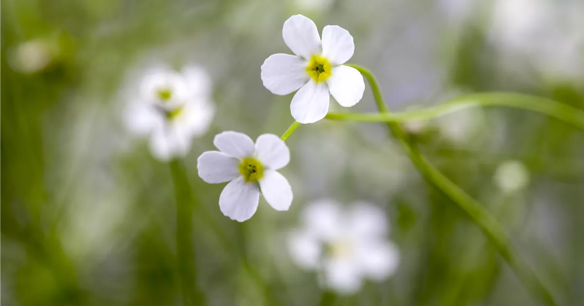 GartenMannsschild, Androsace septentrionalis