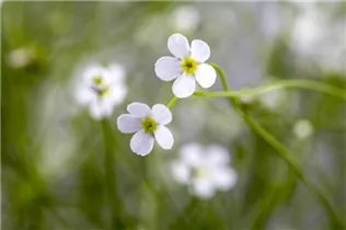 Androsace septentrionalis - Garten-Mannsschild Androsace septentrionalis - Garten-Mannsschild