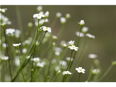 Androsace septentrionalis 'Subaru' - Lenz-Sternchen Androsace septentrionalis 'Subaru' - Lenz-Sternchen