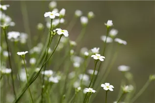 Androsace septentrionalis 'Subaru' - Lenz-Sternchen Androsace septentrionalis 'Subaru' - Lenz-Sternchen
