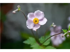 Anemone tomentosa - Filzige Herbst-Anemone Anemone tomentosa - Filzige Herbst-Anemone