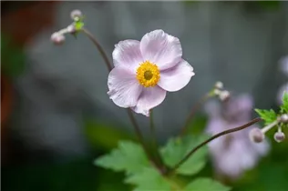 Anemone tomentosa - Filzige Herbst-Anemone Anemone tomentosa - Filzige Herbst-Anemone