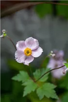 Anemone tomentosa - Filzige Herbst-Anemone Anemone tomentosa - Filzige Herbst-Anemone