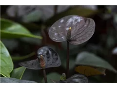 Anthurium x andreanum 'Black Love'® - Flamingoblume 'Black Love'® Anthurium x andreanum 'Black Love'® - Flamingoblume 'Black Love'®