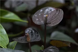 Anthurium x andreanum 'Black Love'® - Flamingoblume 'Black Love'® Anthurium x andreanum 'Black Love'® - Flamingoblume 'Black Love'®