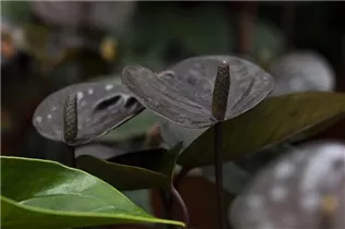 Anthurium x andreanum 'Black Love'® - Flamingoblume 'Black Love'® Anthurium x andreanum 'Black Love'® - Flamingoblume 'Black Love'®