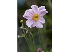 Anemone tomentosa 'Septemberglanz' - Filzige Garten-Herbst-Anemone 'Septemberglanz' Anemone tomentosa 'Septemberglanz' - Filzige Garten-Herbst-Anemone 'Septemberglanz'