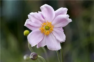 Anemone tomentosa 'Septemberglanz' - Filzige Garten-Herbst-Anemone 'Septemberglanz' Anemone tomentosa 'Septemberglanz' - Filzige Garten-Herbst-Anemone 'Septemberglanz'