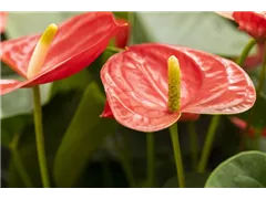 Anthurium x andreanum 'Casanova'® - Flamingoblume 'Casanova'® Anthurium x andreanum 'Casanova'® - Flamingoblume 'Casanova'®