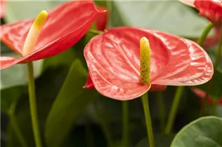 Anthurium x andreanum 'Casanova'® - Flamingoblume 'Casanova'® Anthurium x andreanum 'Casanova'® - Flamingoblume 'Casanova'®
