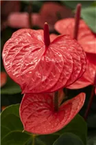 Anthurium x andreanum 'Casanova'® - Flamingoblume 'Casanova'® Anthurium x andreanum 'Casanova'® - Flamingoblume 'Casanova'®