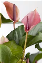 Anthurium x andreanum 'Cherry Champion' - Flamingoblume 'Cherry Champion'