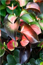Anthurium x andreanum 'Orange Champion' - Flamingoblume 'Orange Champion'
