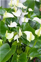 Anthurium x andreanum 'Rainbow Champion' - Flamingoblume 'Rainbow Champion'