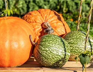 Bunt, kreativ und schön: Herbstdekoration macht einfach Spaß