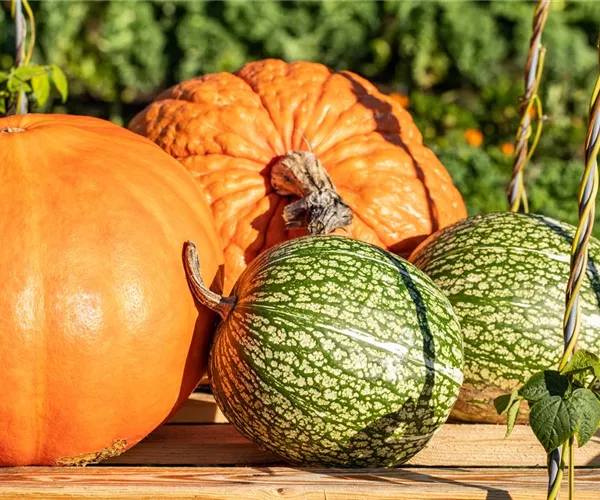 - Bunt, kreativ und schön: Herbstdekoration macht einfach Spaß  - Bunt, kreativ und schön: Herbstdekoration macht einfach Spaß